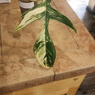 Variegated Florida Beauty Philodendron plant in Bend, Oregon