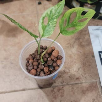 Monstera Mint plant in Bend, Oregon