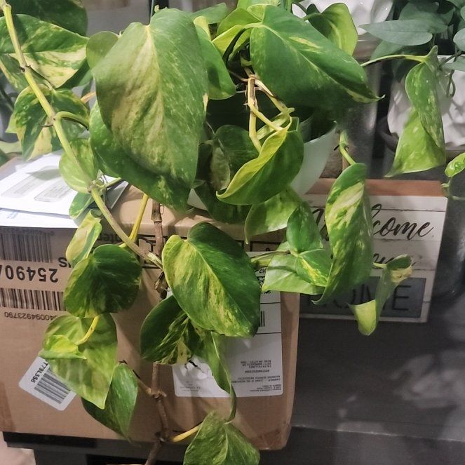 Photo of the plant species Glitter Goddess Pothos by @callmehegemone named Leaf Erickson on Greg, the plant care app