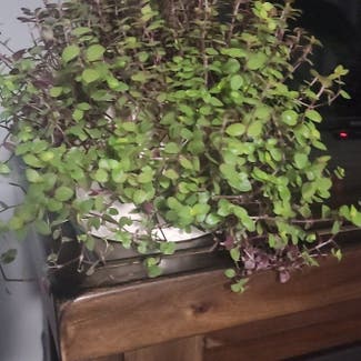 Creeping Inch Plant plant in Bend, Oregon
