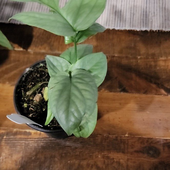 Photo of the plant species Variegated Spiderman Amydrium by @callmehegemone named Gobi on Greg, the plant care app