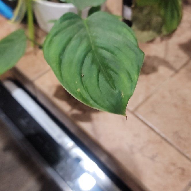 Photo of the plant species Philodendron nangaritense by @callmehegemone named Cleopatra on Greg, the plant care app