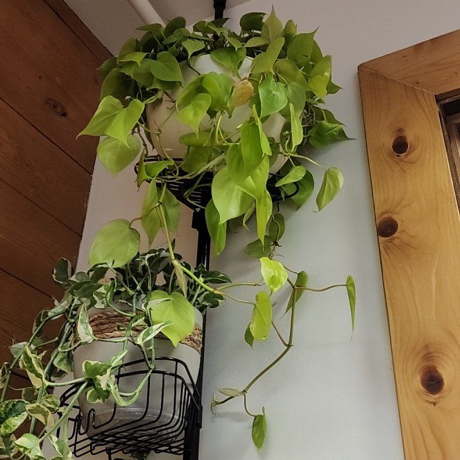 Photo of the plant species cordatum neon by @callmehegemone named Deetz on Greg, the plant care app