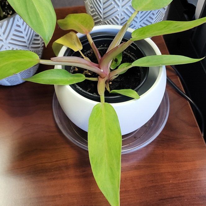 Plant care for Philodenron Jose Buono on Greg, the plant care app