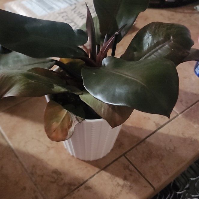 Photo of the plant species Philodendron erubescens 'Black Cardinal x Caramel' by @callmehegemone named Achilles on Greg, the plant care app