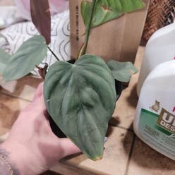 Silver Columbia Philodendron plant