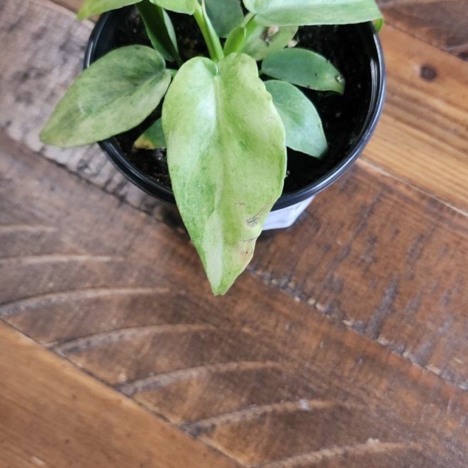 Photo of the plant species Philodendron 'Bob Cee' by @callmehegemone named da Vinci on Greg, the plant care app