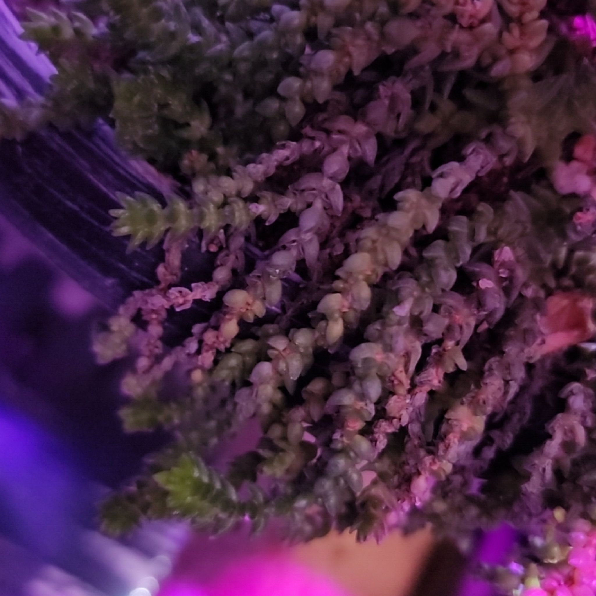 Close-up of a Mossy Stonecrop plant with small, clustered leaves under purple lighting.