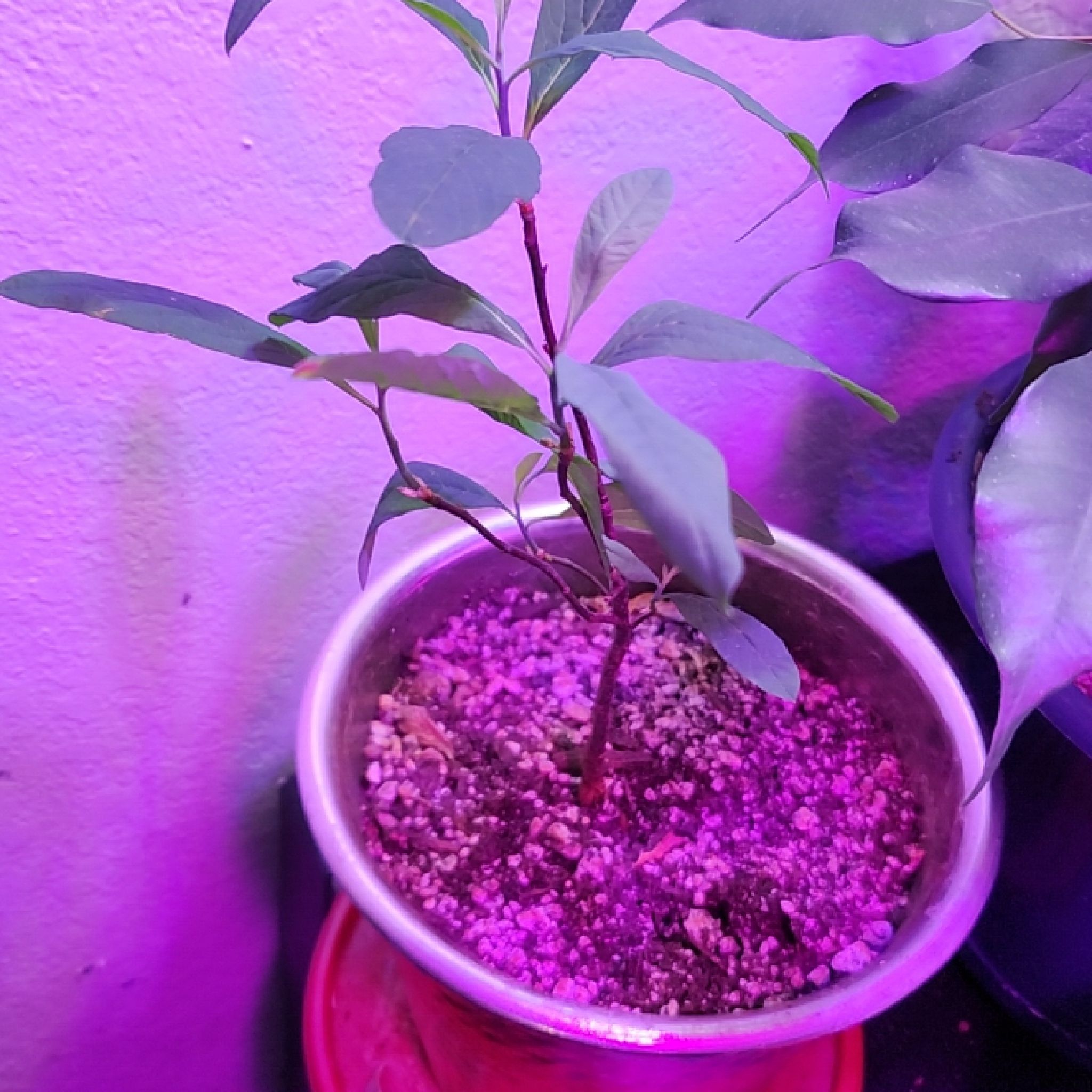 Photo of the plant species Indian Plum by @MeekEggplant named Madonna on Greg, the plant care app