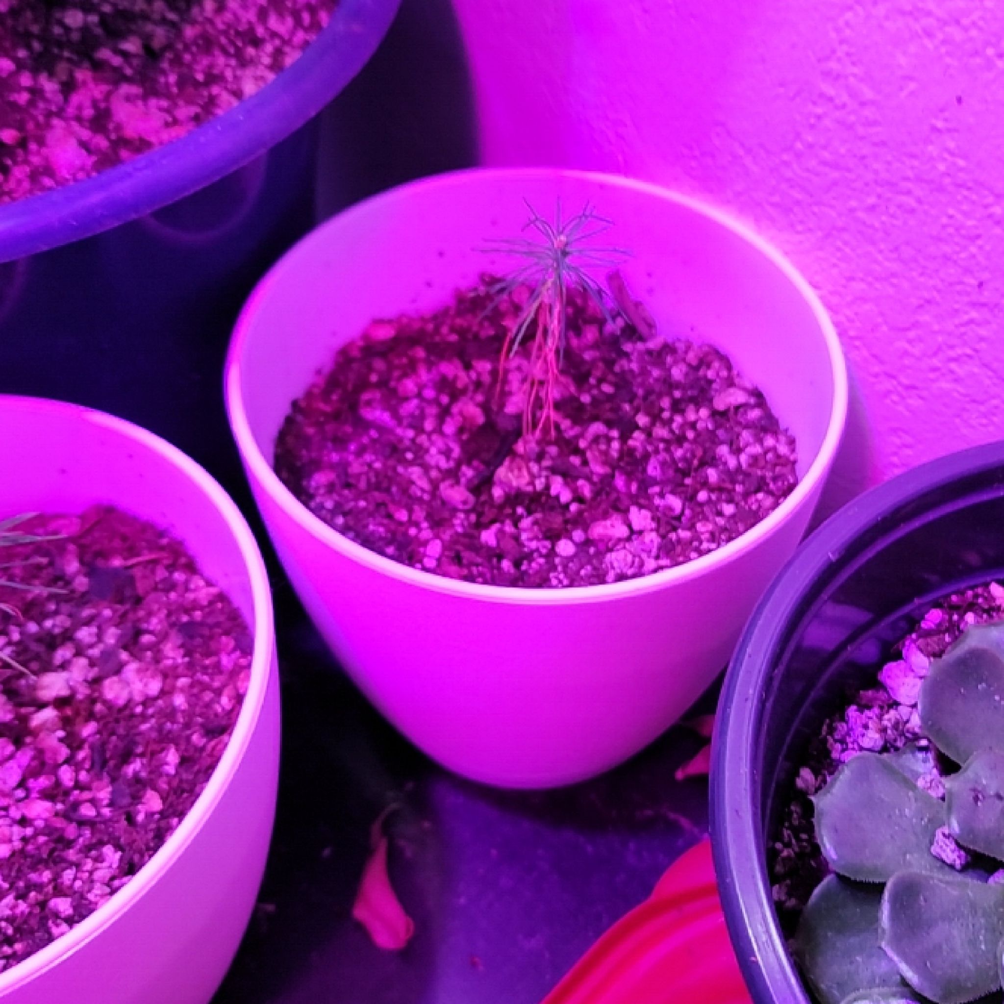 Young Japanese black pine in a white pot under purple lighting with visible soil.
