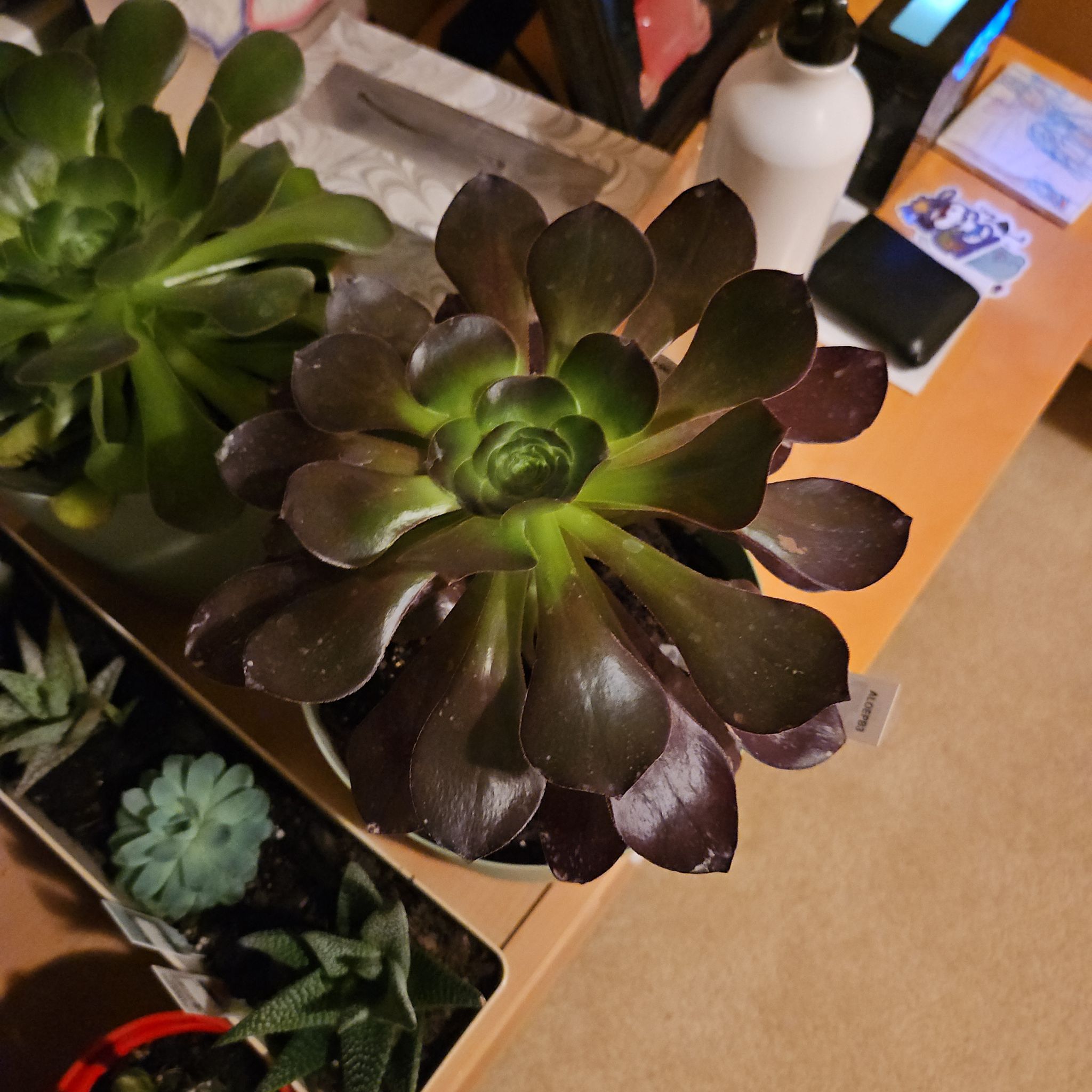 Photo of the plant species Giant Red Aeonium by @GladTamarind named Purply on Greg, the plant care app
