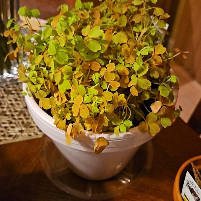 Photo of the plant species Golden Oxalis by @GladTamarind named Mom's Present on Greg, the plant care app