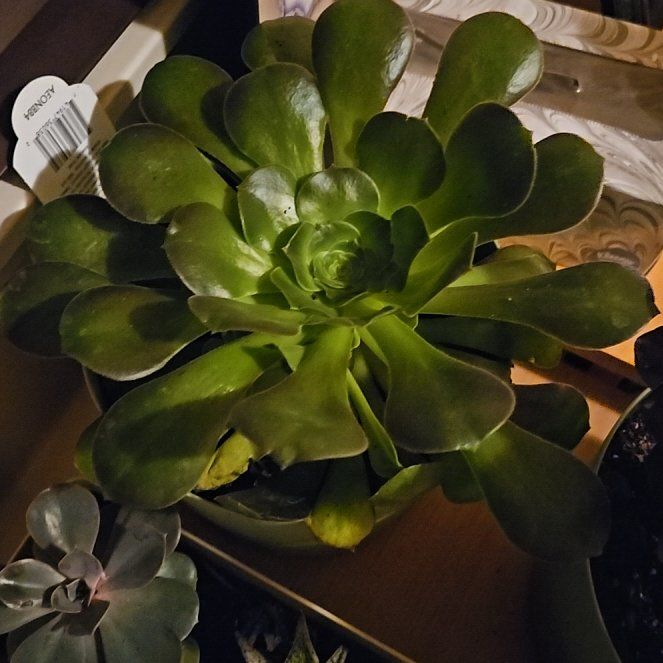 Photo of the plant species Aeonium 'Blushing Beauty' by @GladTamarind named Greeny on Greg, the plant care app