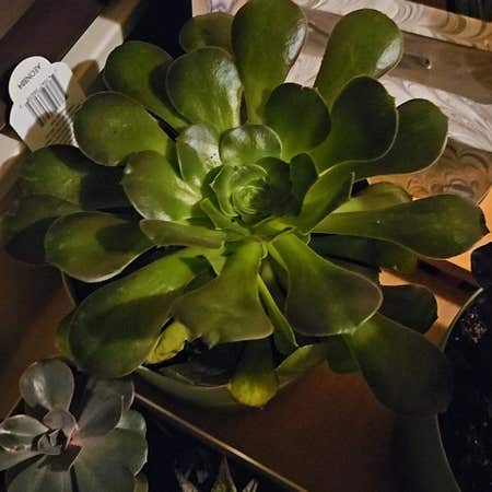 Photo of the plant species Blushing Aeonium by @GladTamarind named Greeny on Greg, the plant care app