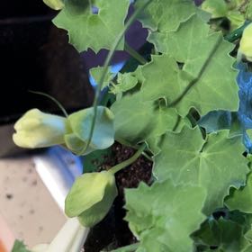 Photo of the plant species Creeping Gloxinia by @DivineRyebrome named Gregarious on Greg, the plant care app