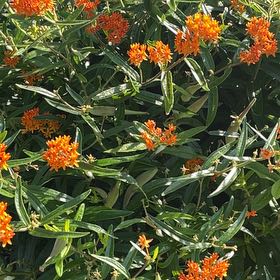 Photo of the plant species Butterfly Weed by @SocialWoodvetch named Demi on Greg, the plant care app