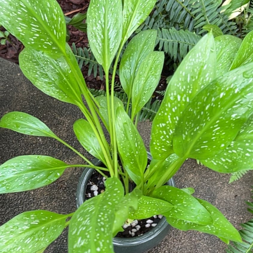 Healthy Spotted Calla Lily with vibrant green leaves and white spots in a pot.