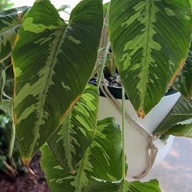 Photo of the plant species Schismatoglottis pusilla by @SubtleTearose named Kylie on Greg, the plant care app