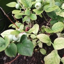 Blueberry plant