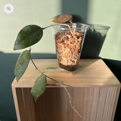 Hoya caudata Sumatra plant
