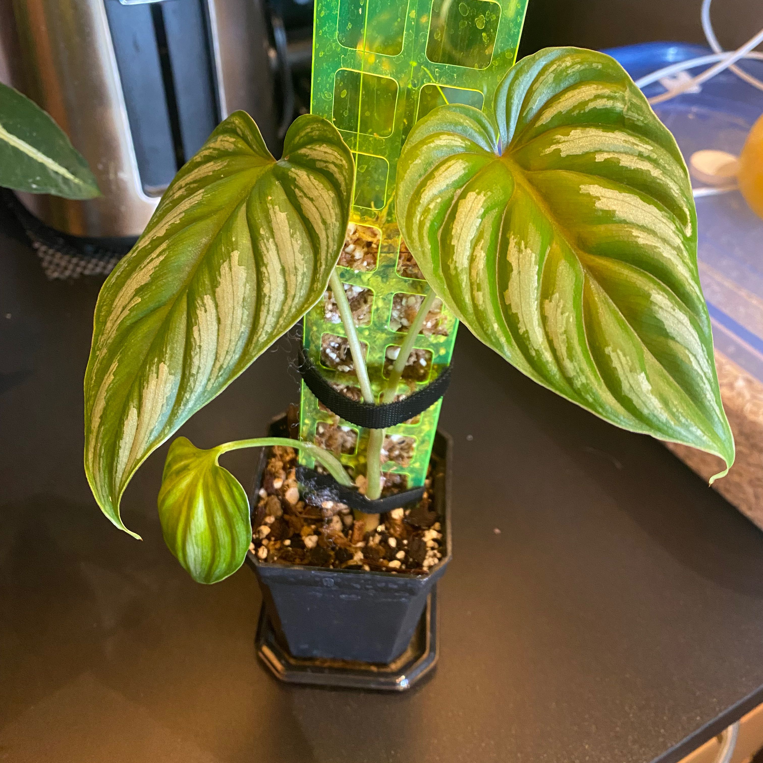 Philodendron Plowmanii Remington