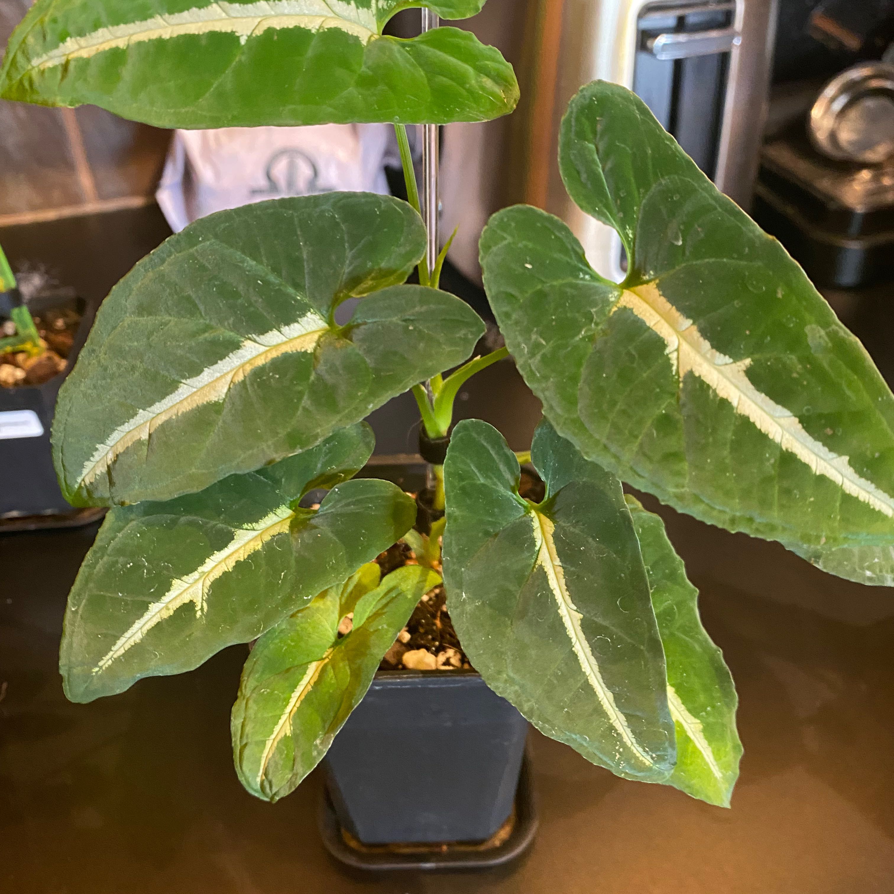 Syngonium Wendlandii Ronaldo