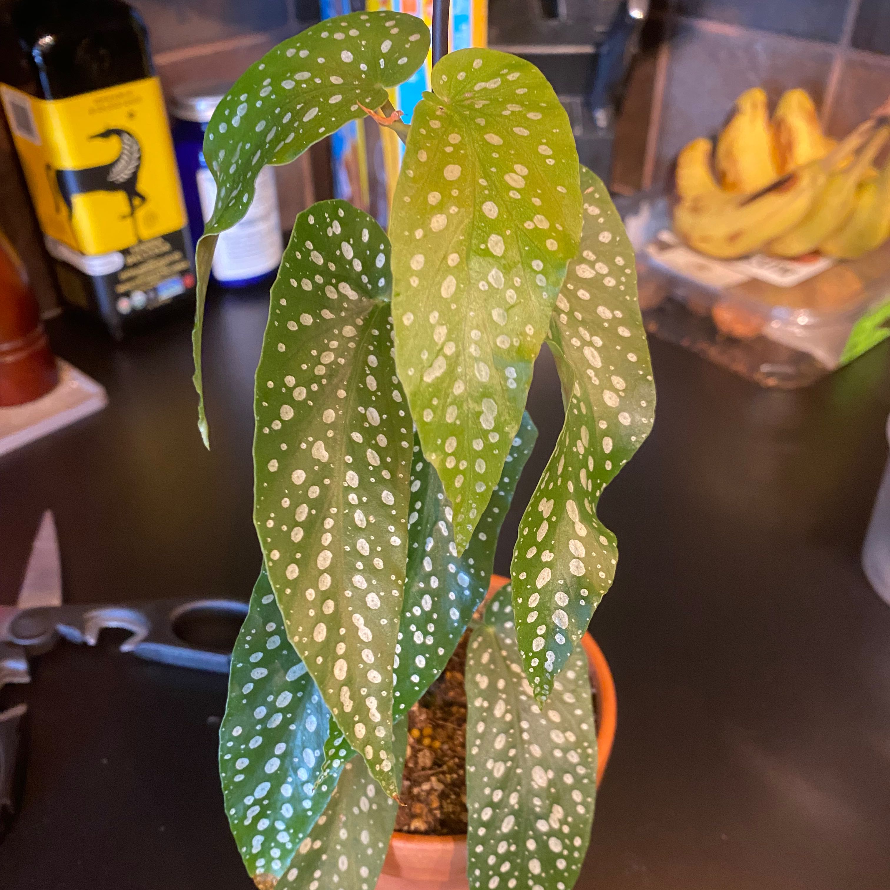 Photo of the plant species Begonia Bamboo by @TirelessCatnip named Begonia tamaya on Greg, the plant care app