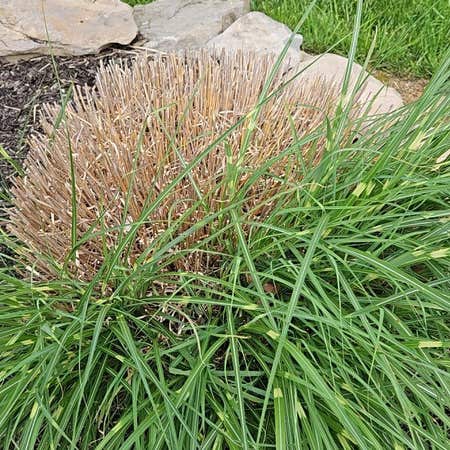 Photo of the plant species Miscanthus Sinensis by @GreatChineseelm named Beckham on Greg, the plant care app