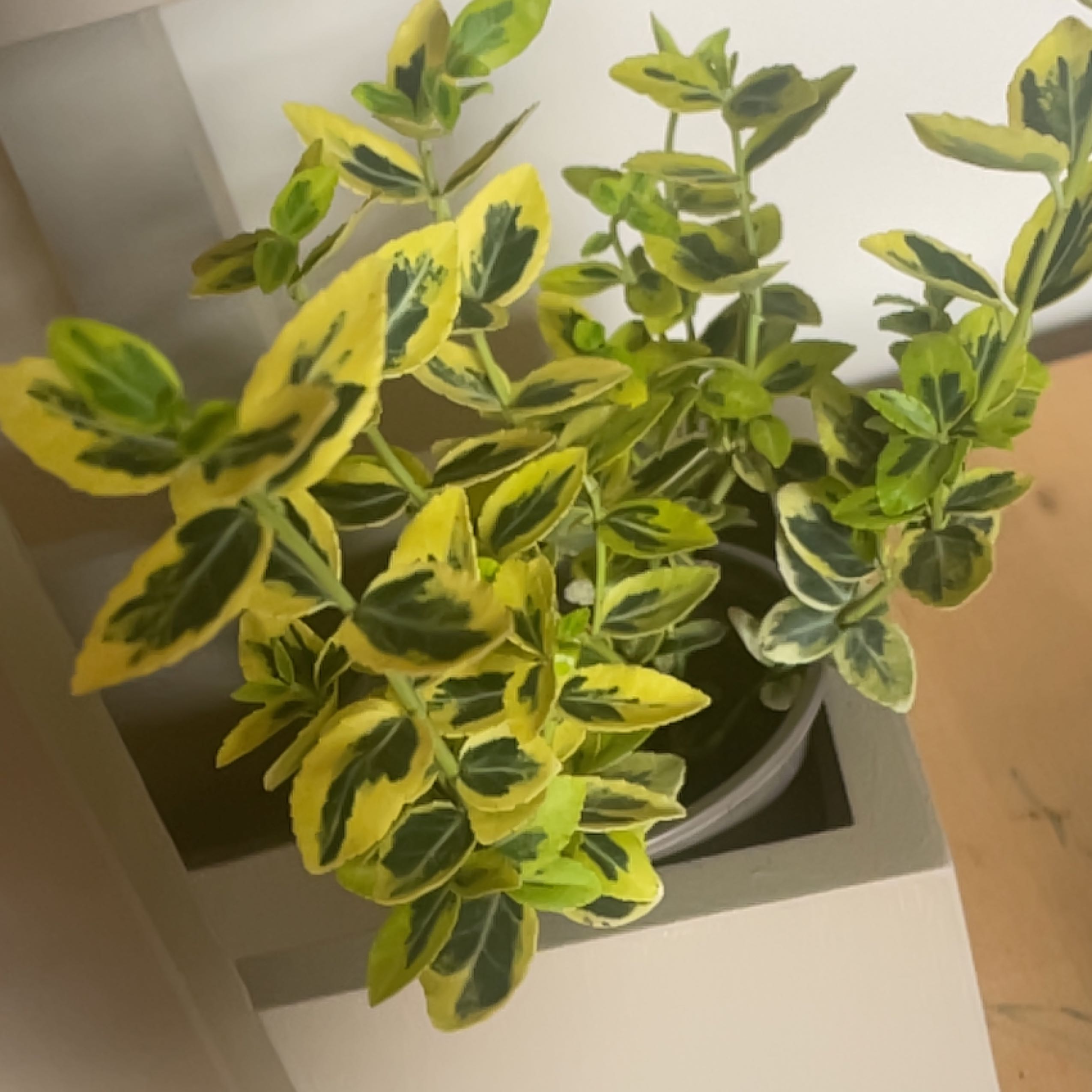 Photo of the plant species Emerald Gaiety Euonymus by @CunningGollum named Planty on Greg, the plant care app