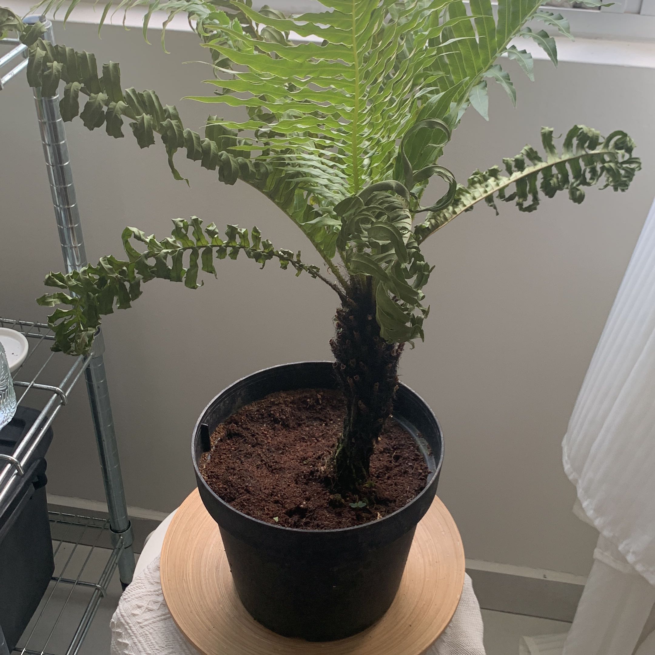 Photo of the plant species Silver Lady Fern by @TopCaladium named Naomi on Greg, the plant care app