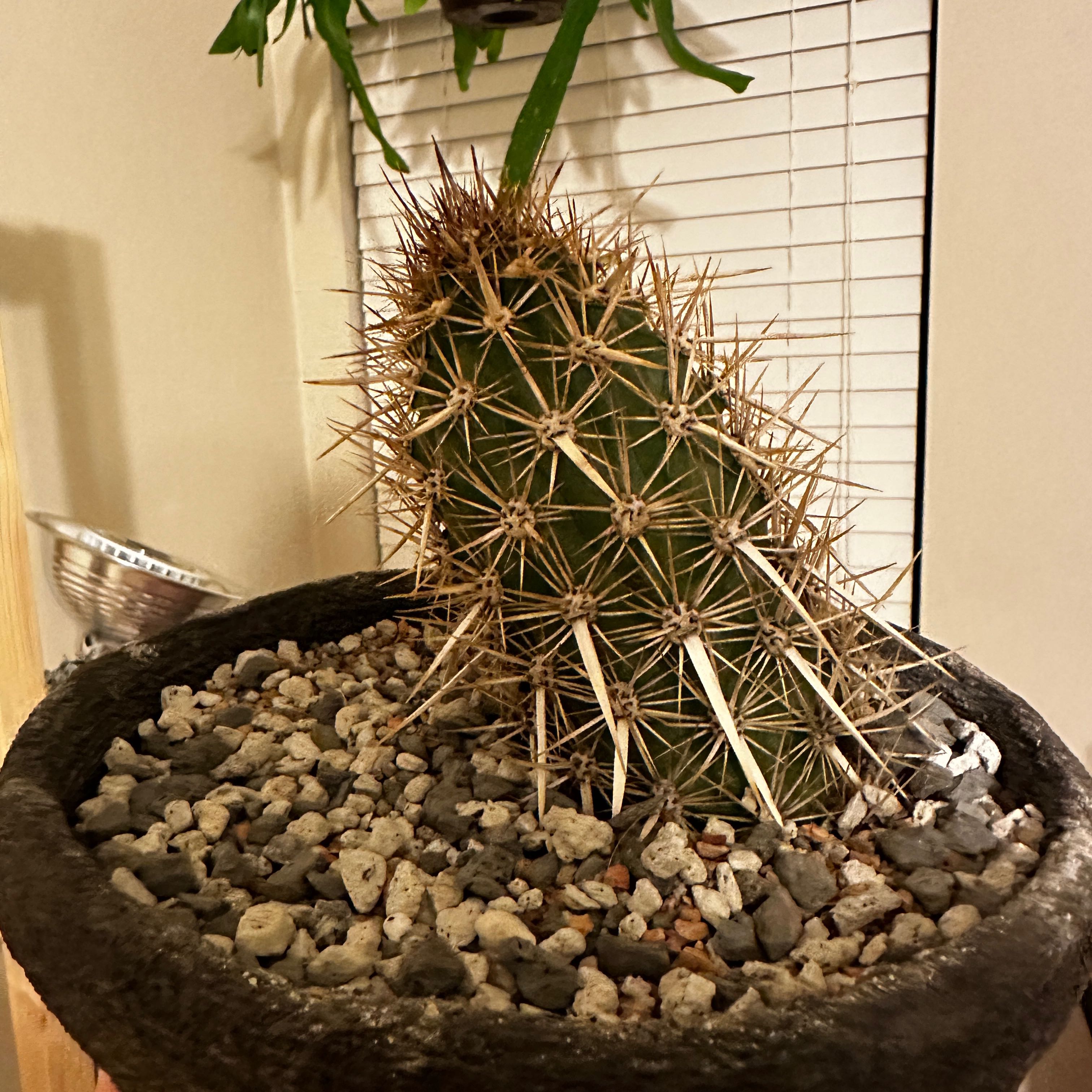 Photo of the plant species creeping devil by @MoneyedSoybean named Denali on Greg, the plant care app