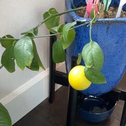Meyer Lemon Tree plant