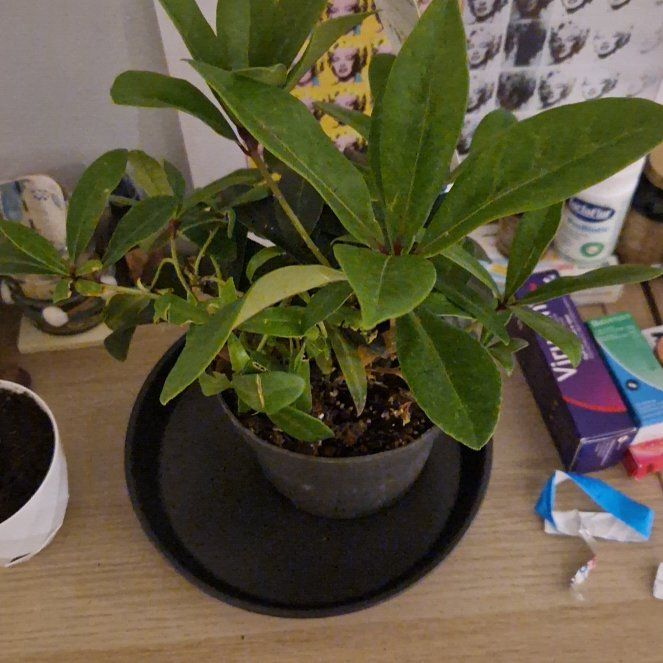Photo of the plant species Skimmia by @ChicAmurcherry named Athena on Greg, the plant care app