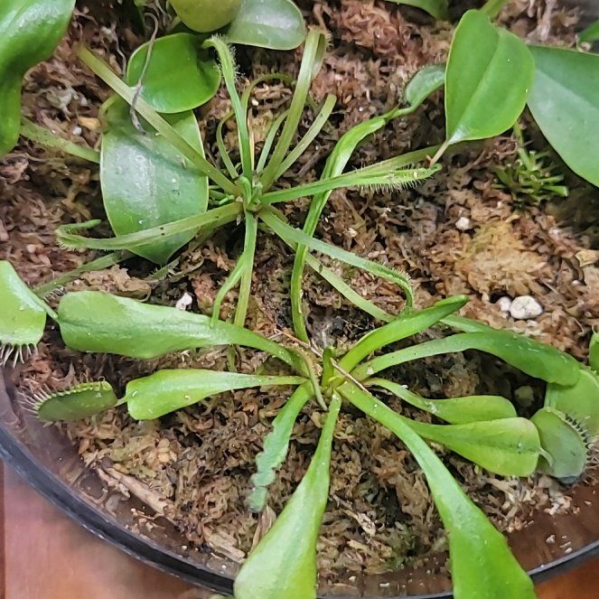 Photo of the plant species Sundew by @PumpedupRosea named Zion on Greg, the plant care app