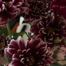 Photo of the plant species Garden Dahlia by @ImpeccableAlbo named Harmony on Greg, the plant care app