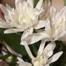 Photo of the plant species Cape-Lily by @ImpeccableAlbo named Sir Plancelot on Greg, the plant care app