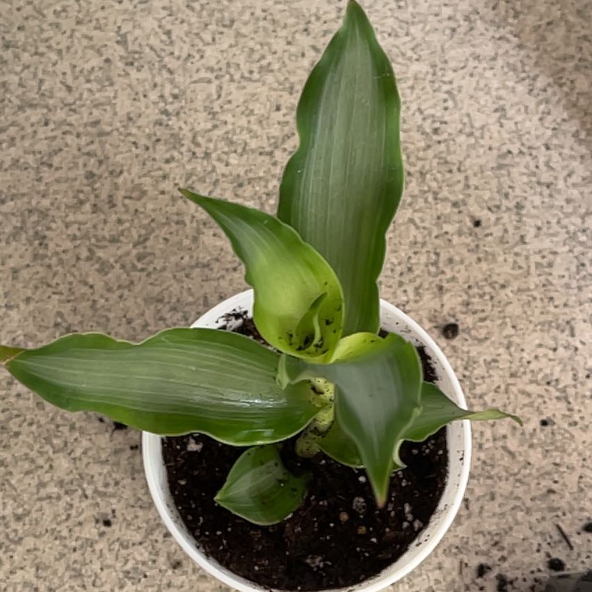 Potted Bright Star Murdannia plant with broad green leaves and visible soil.