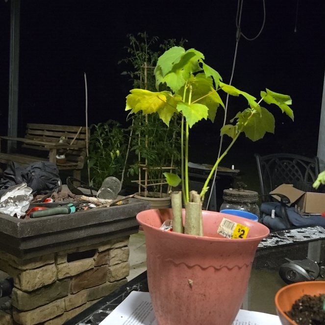 Photo of the plant species Confederate Rose by @ChiefFrogbit named Shakira on Greg, the plant care app
