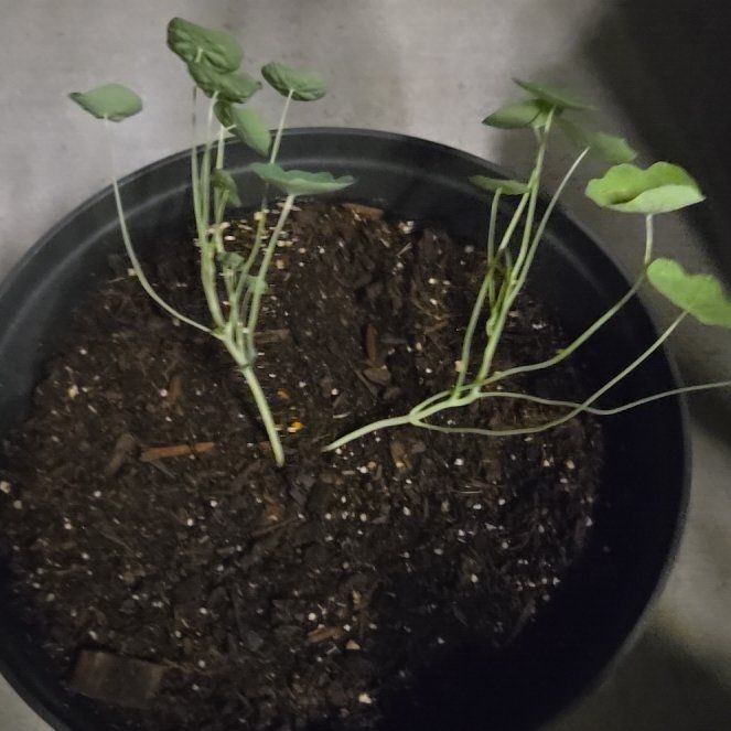 Photo of the plant species Tropical Hibiscuc Bush by @ChiefFrogbit named Treeyoncé on Greg, the plant care app