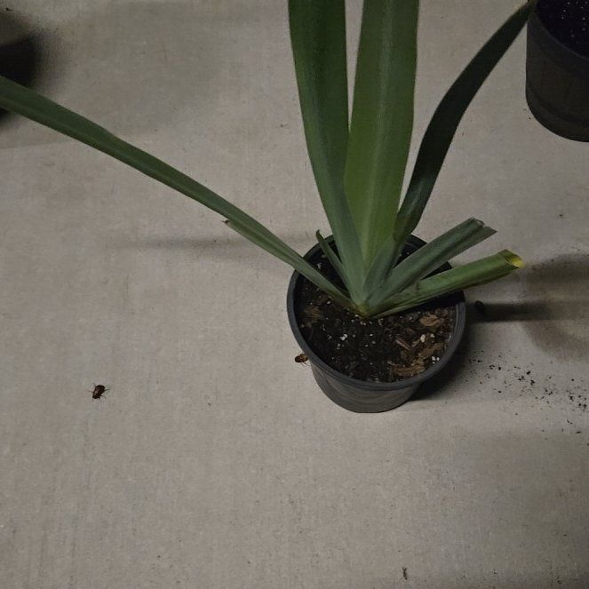 Photo of the plant species Dark Purple Iris by @ChiefFrogbit named Taylor Swift on Greg, the plant care app