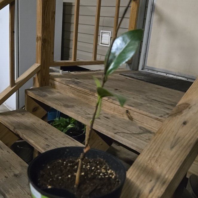 Photo of the plant species Chrysanthemum 'Camelia' by @ChiefFrogbit named Aristotle on Greg, the plant care app