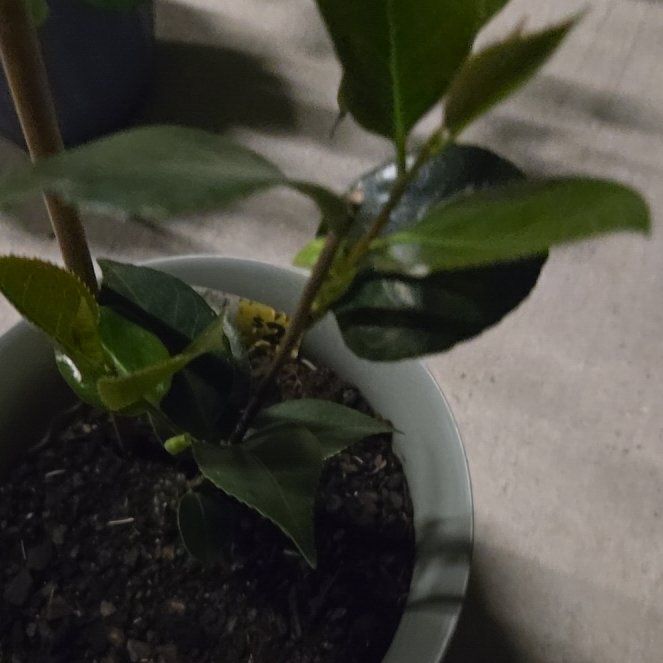 Photo of the plant species Potato 'Camelia' by @ChiefFrogbit named Morgan Treeman on Greg, the plant care app