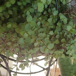 Creeping Inch Plant plant