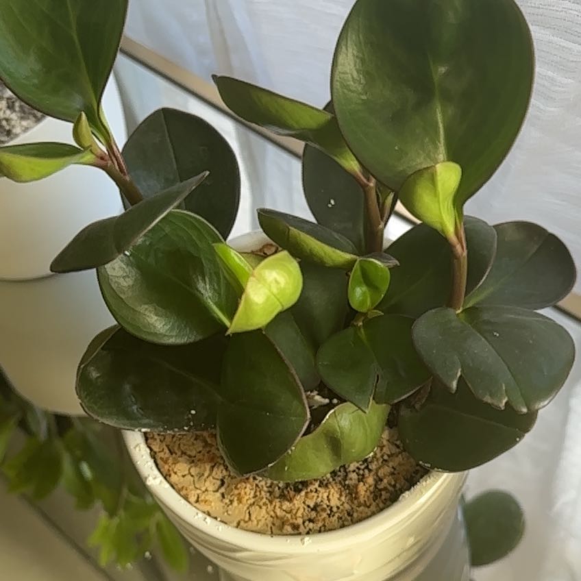 Peperomia Thailand plant in a white pot with healthy dark green leaves.
