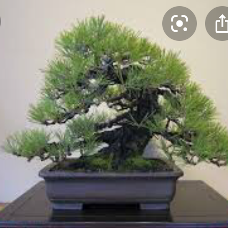 Plant care for Austrian Pine on Greg, the plant care app