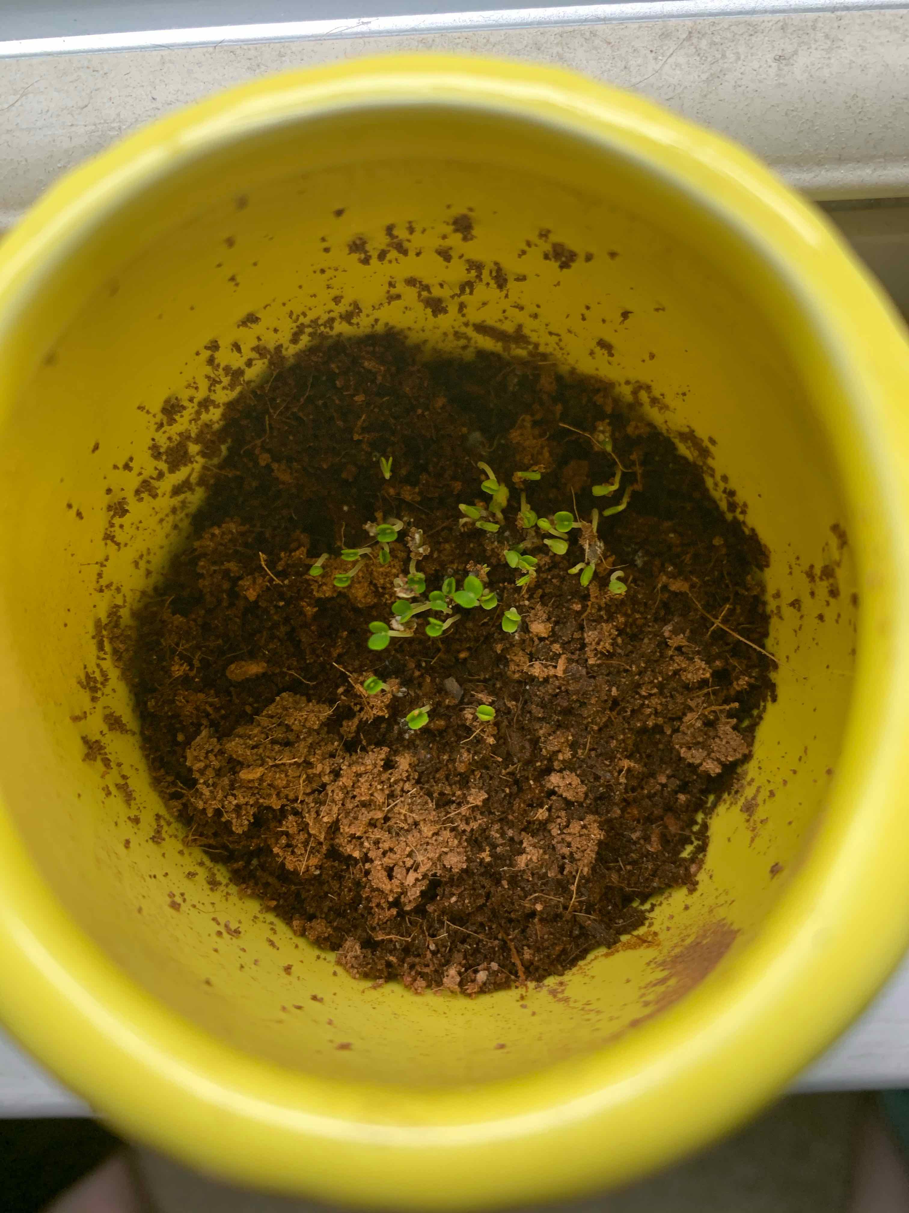 Young Lemon Balm plant in a yellow pot with visible soil and green sprouts.