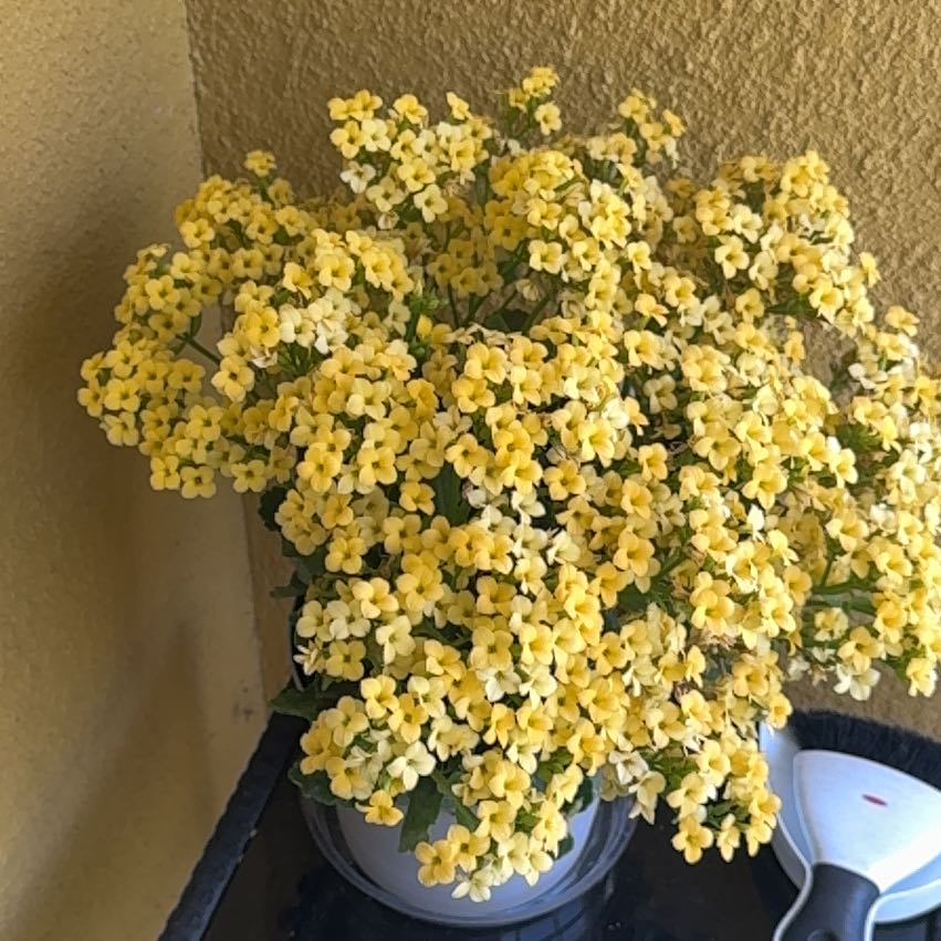 Photo of the plant species Basket of Gold by @SpeedyHardpine named Doja Cat on Greg, the plant care app