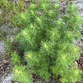 Photo of the plant species Dog Fennel by @SpeedyHardpine named Zeus on Greg, the plant care app