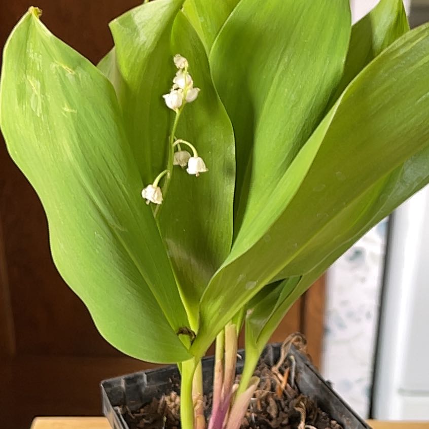Lily-of-the-Valley plant with green leaves and small white flowers in a pot with visible soil.