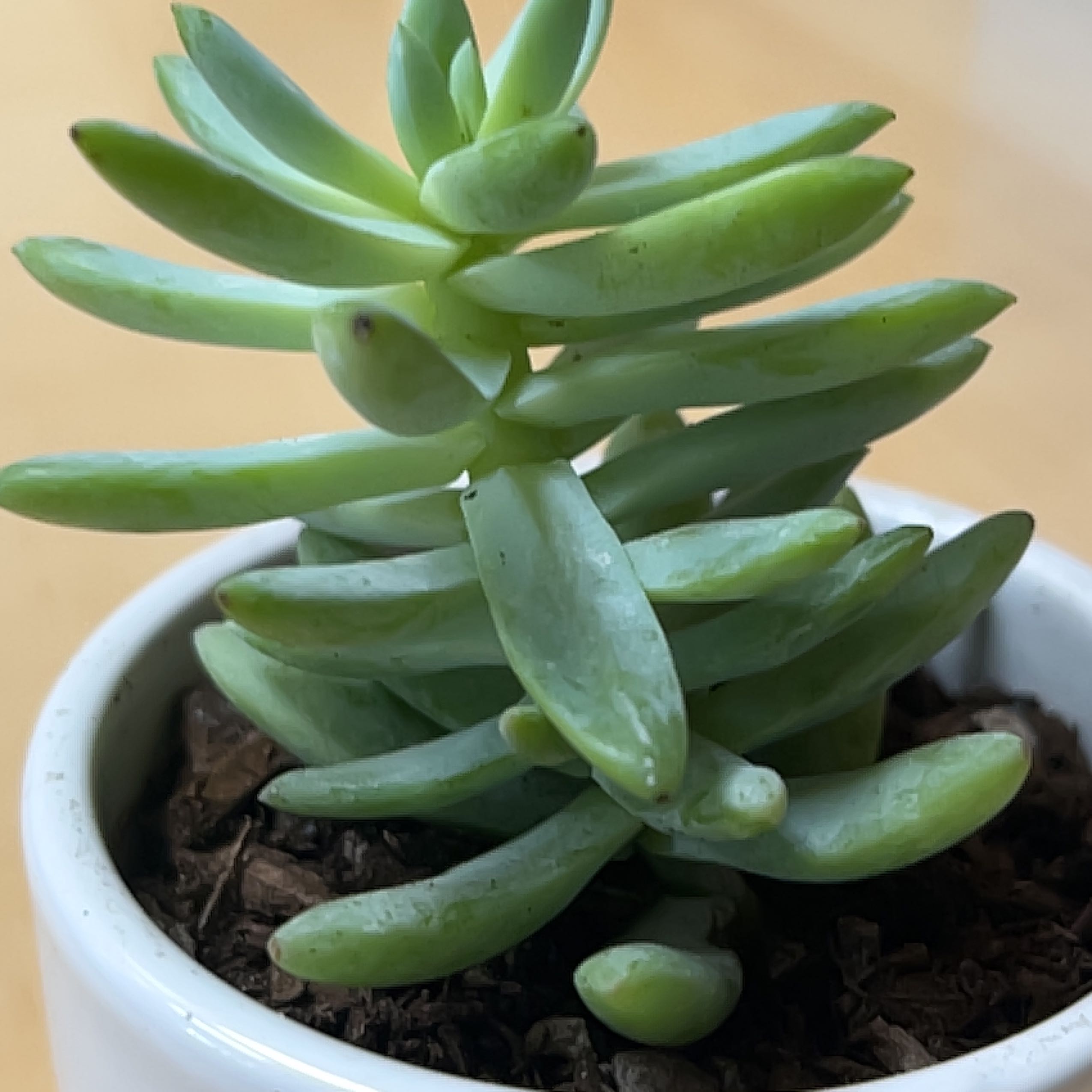 Graptosedum 'Francesco Baldi' succulent in a white pot with visible soil.